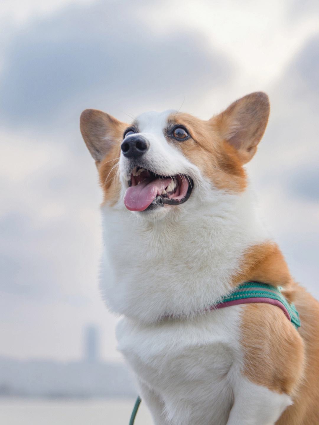 狗狗大全