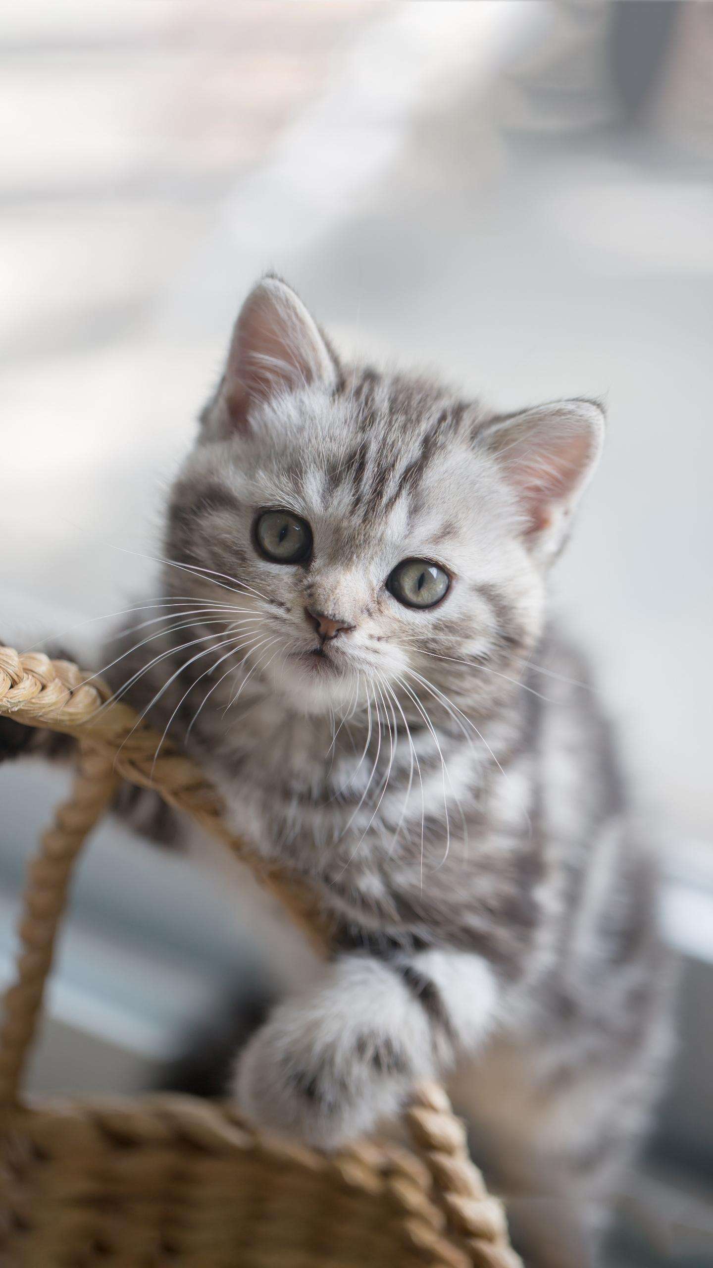 猫咪大全